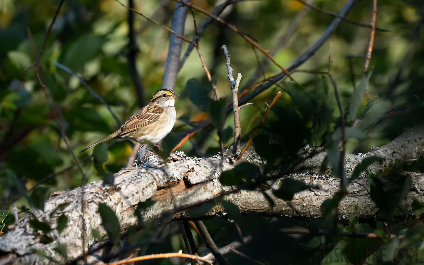 Zonotrichia albicollis [400 mm, 1/800 Sek. bei f / 8.0, ISO 1600]